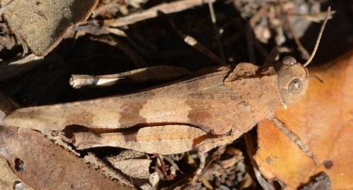 Oedipoda caerulescens sardeti